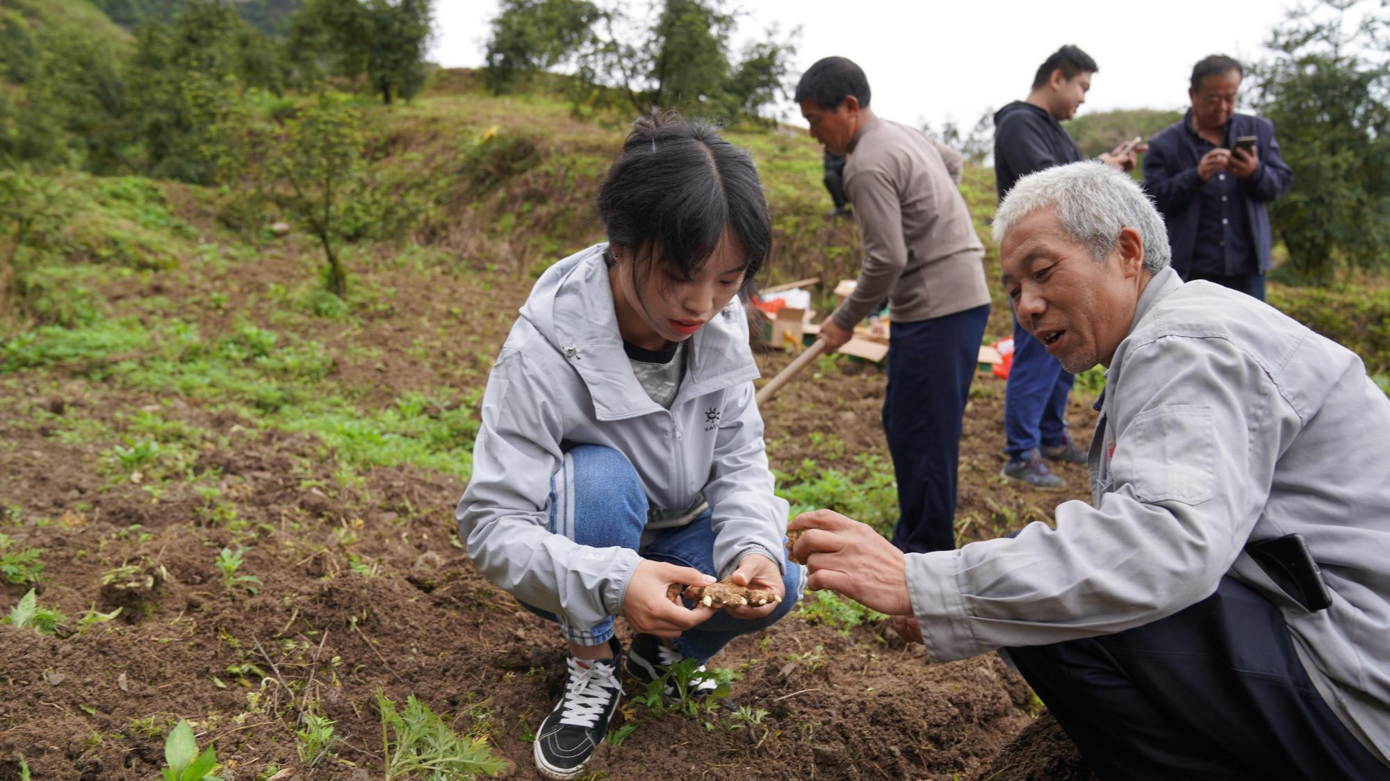 贵州务川：香榧林下套种  助农又强链