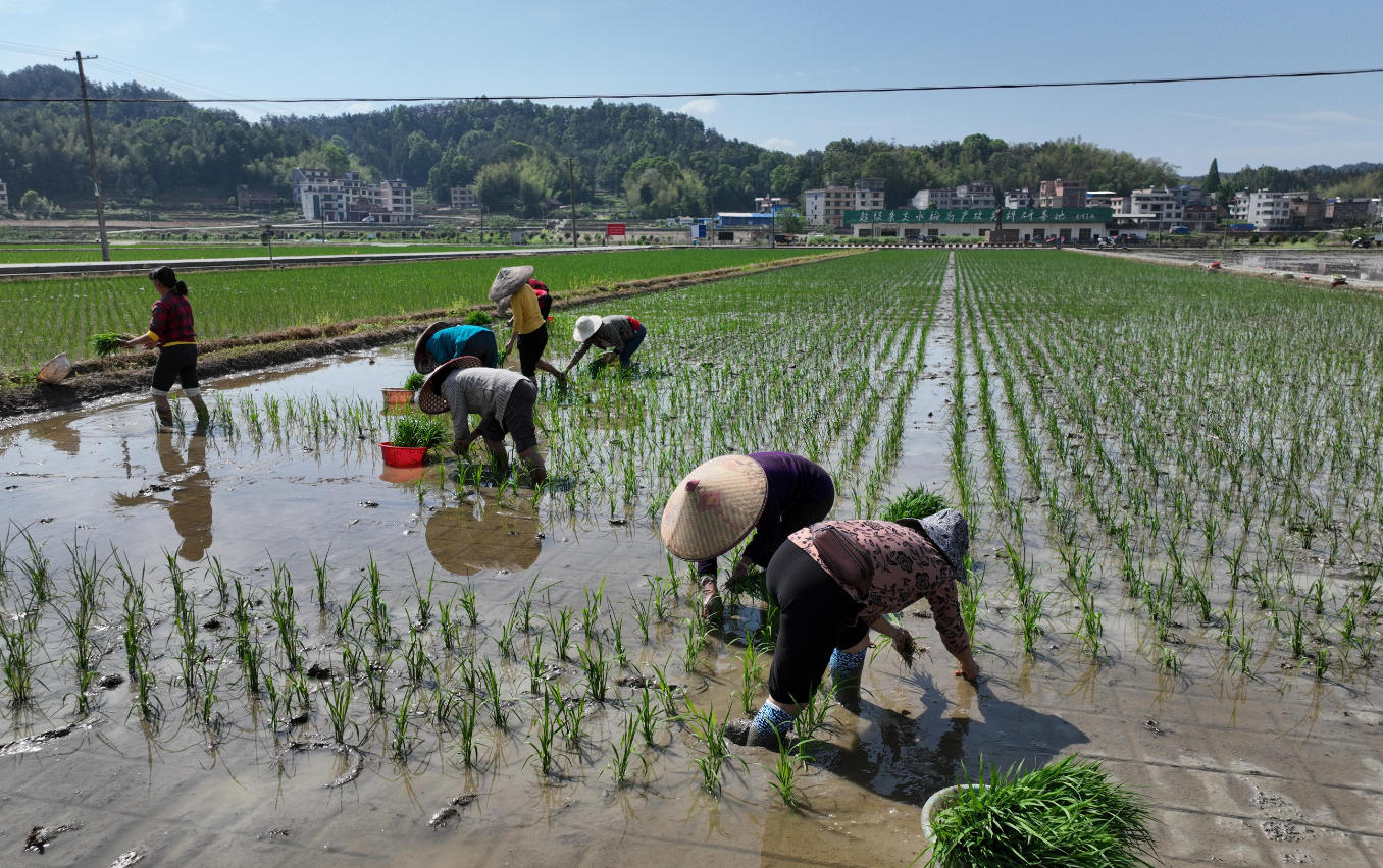 创建再生稻示范 引领粮食产业提质增效