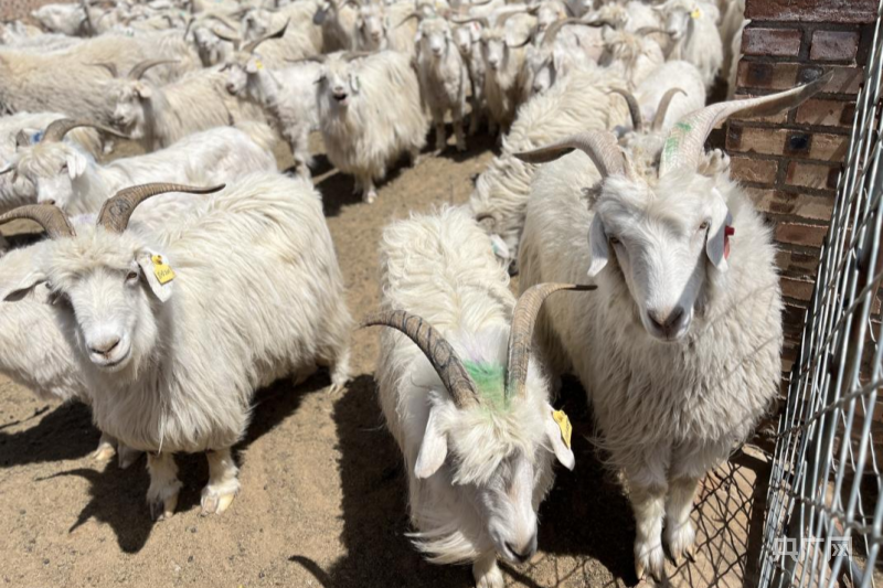 从源头到工厂  看鄂托克前旗羊绒如何漂洋过海