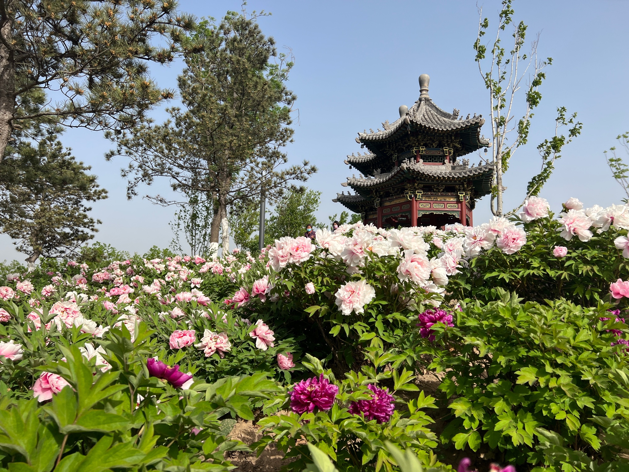 太原植物园植物照片图片