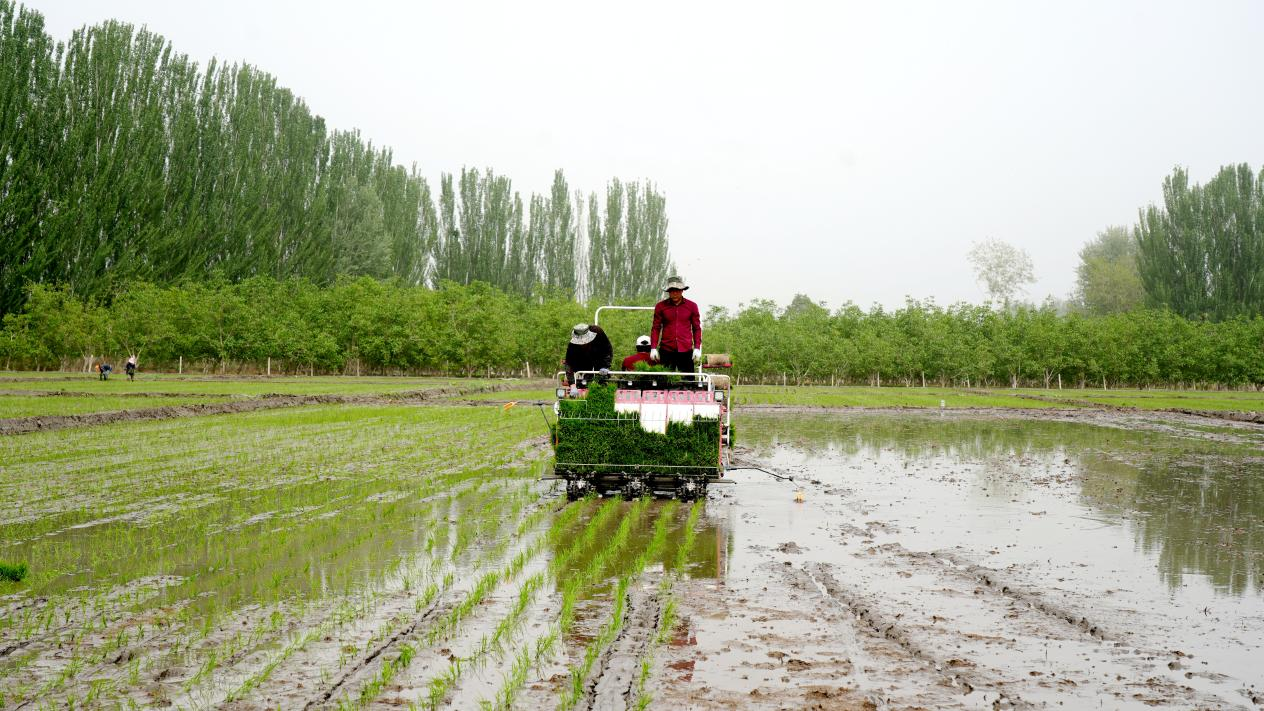 温宿县8万余亩水稻拉开插秧序幕