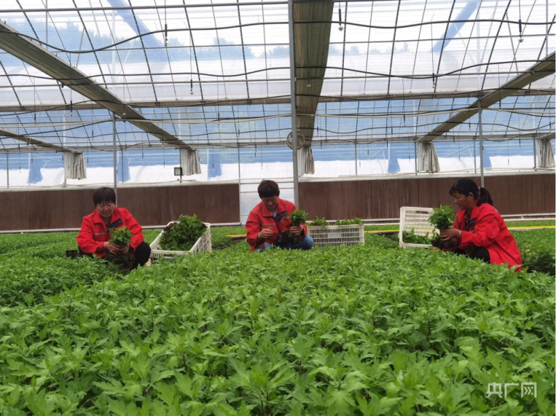 南阳市内乡县：人工种植贡菊 促进“绿色生态”产业繁荣发展