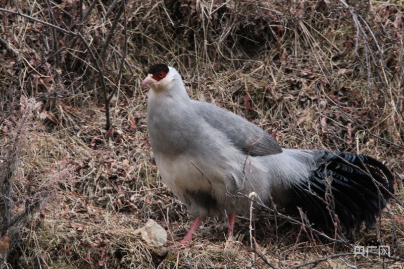 青海首次系统开展黄喉雉鹑白马鸡监测工作