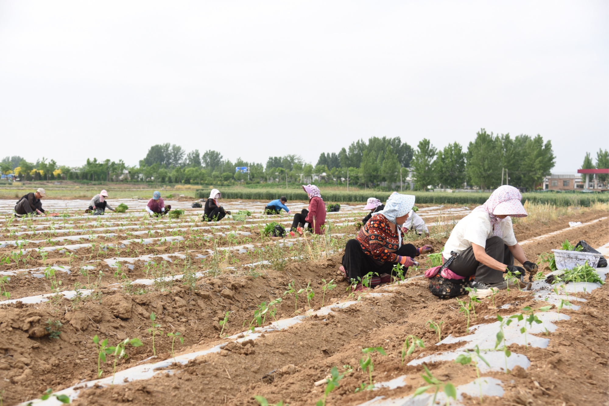我们种植的品种是泡椒,采取订单种植,销路不愁.