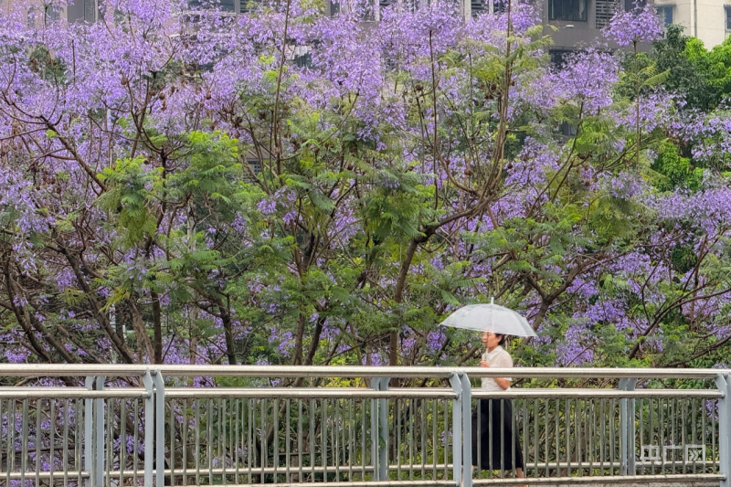 图集 | 重庆主城蓝花楹绽放 演绎城市浪漫风情