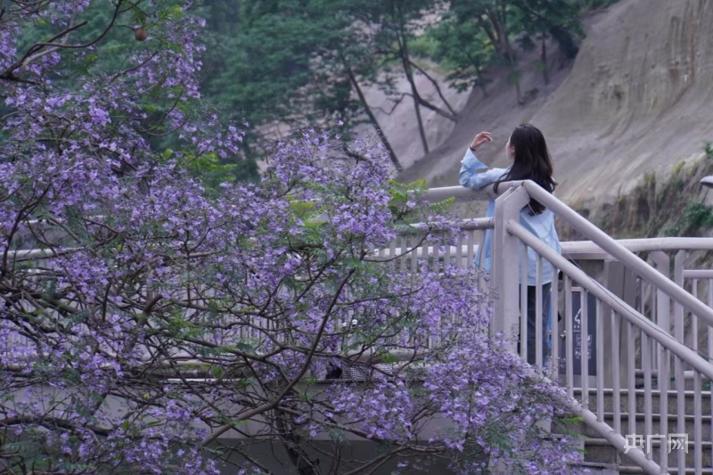图集 | 重庆主城蓝花楹绽放 演绎城市浪漫风情