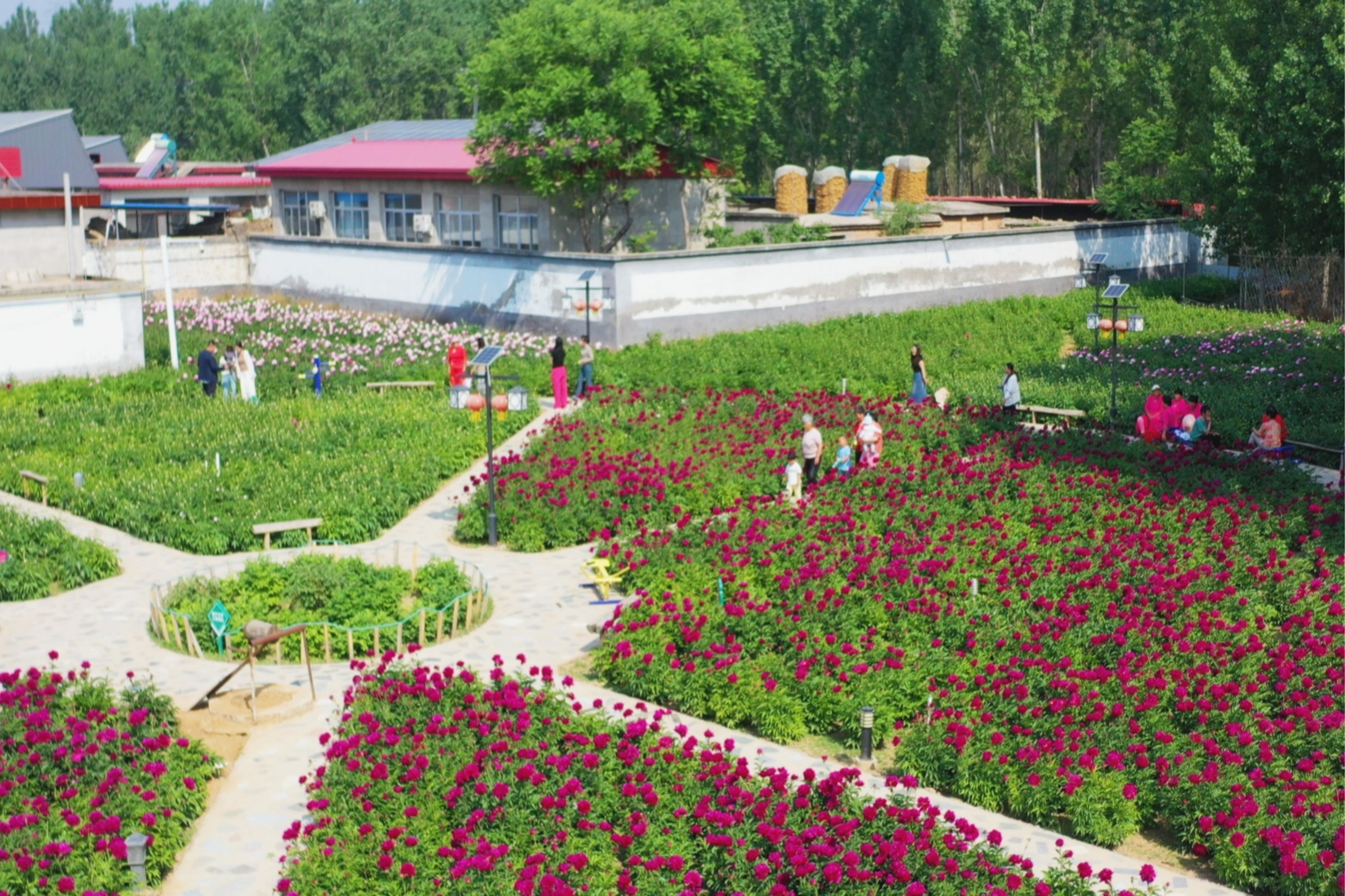 河北定兴:芍药花开香满园 扮靓乡村迎客来