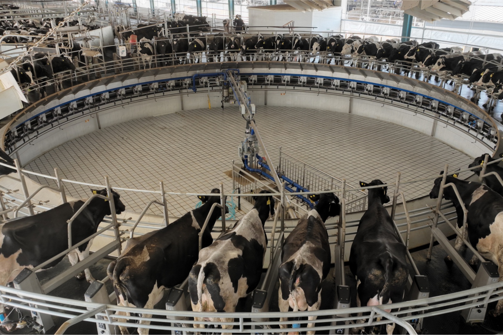 河北蠡县:抓好"牛"产业  "犇"向致富路