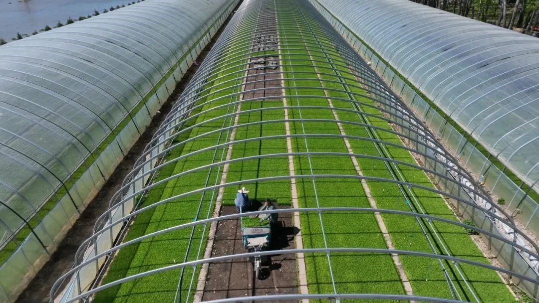 桦川:农耕好时节 插秧种稻忙_央广网