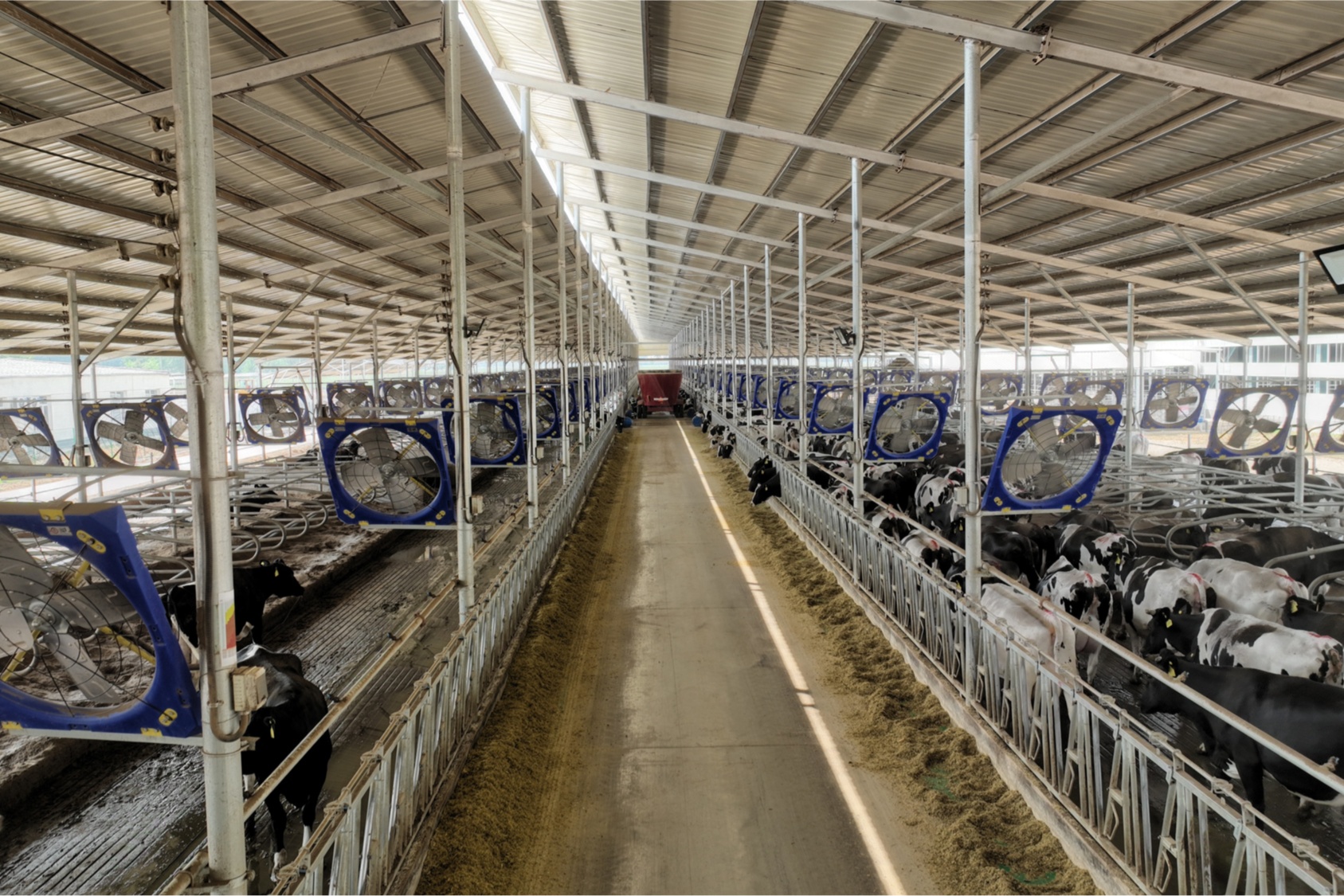 河北蠡县:抓好"牛"产业  "犇"向致富路