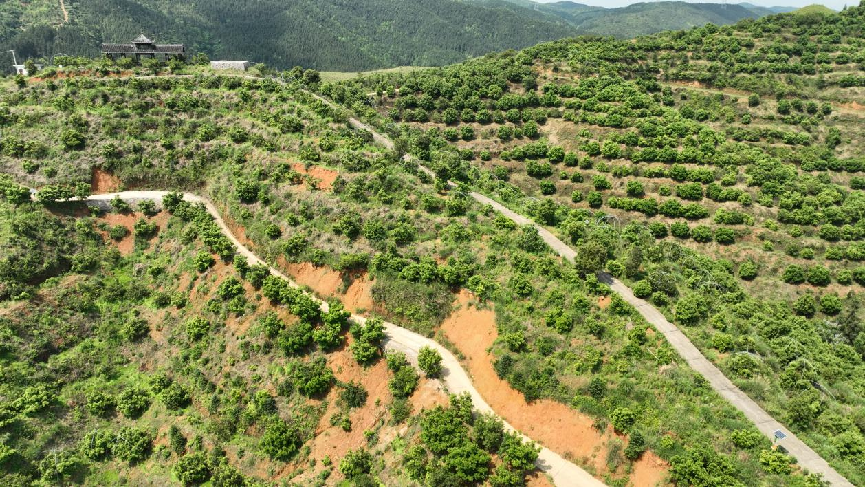 靖州鑫源生态种养专业合作社种植基地(胡映辉  摄)靖州是中国杨梅之乡