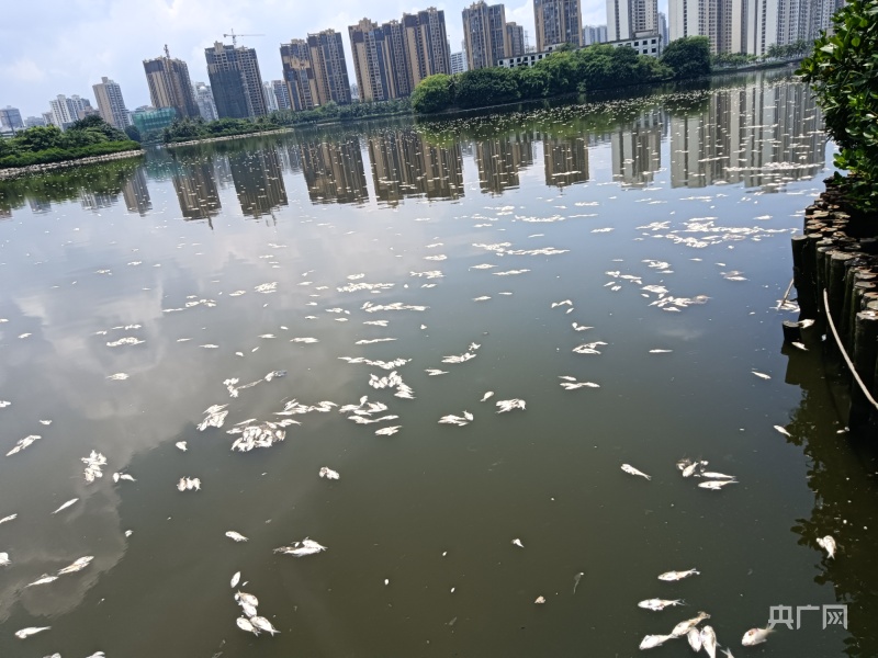 海口红城湖现大量死鱼 已捞出约8吨 - 第3张