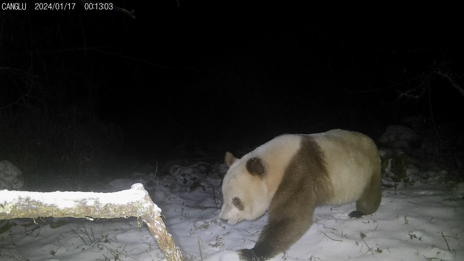 陕西时隔6年再发现棕色大熊猫踪迹
