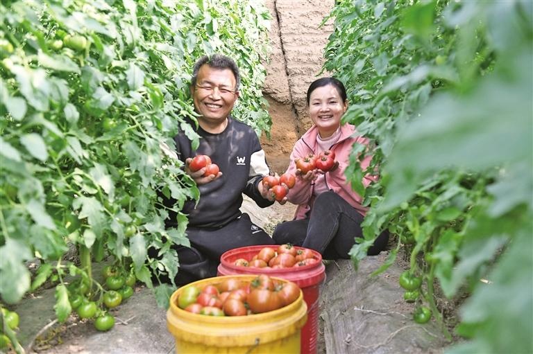 粤商在掌政镇种番茄种出“儿时味道”