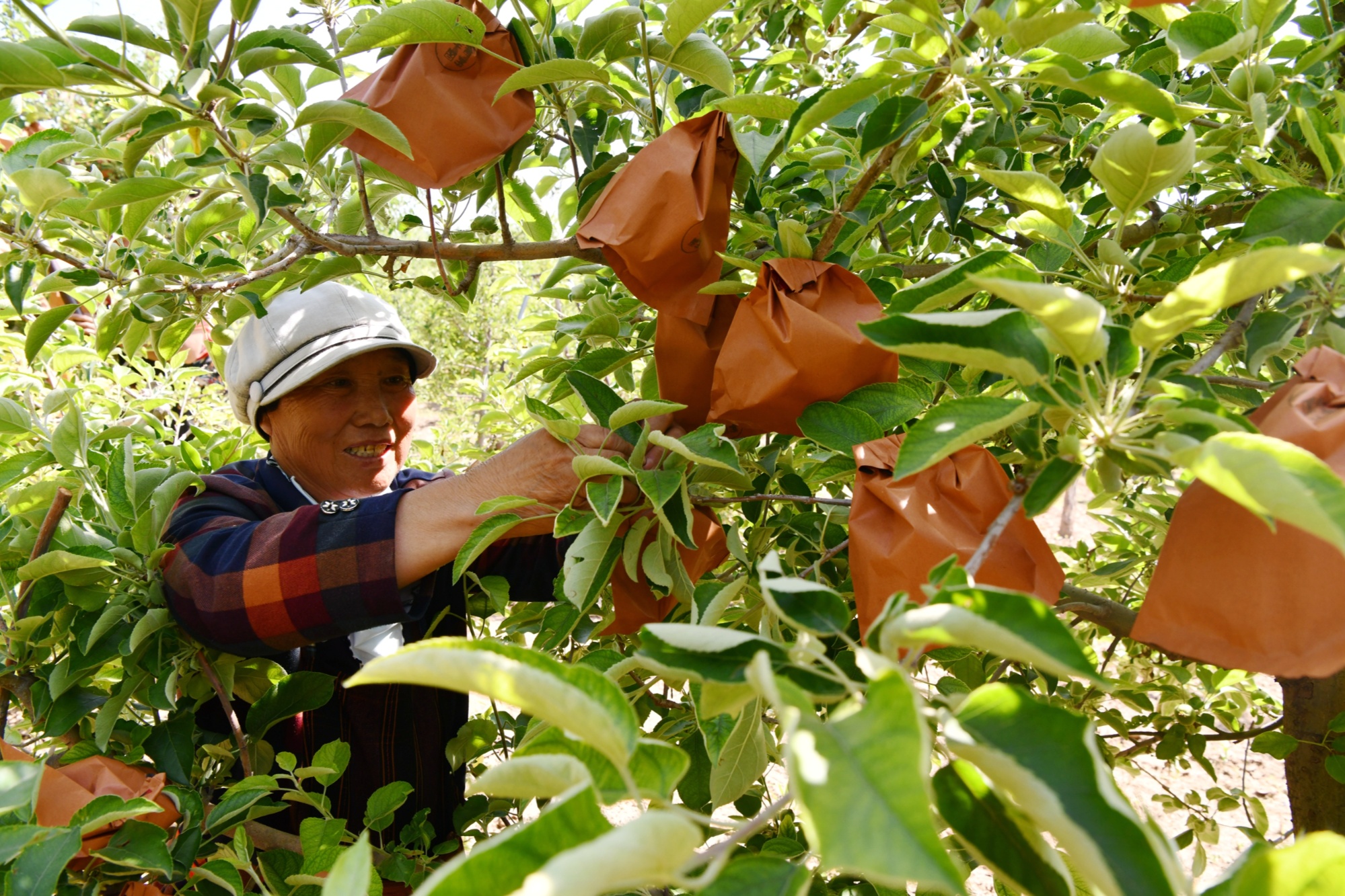 河北栾城:苹果"穿衣" 助农增收