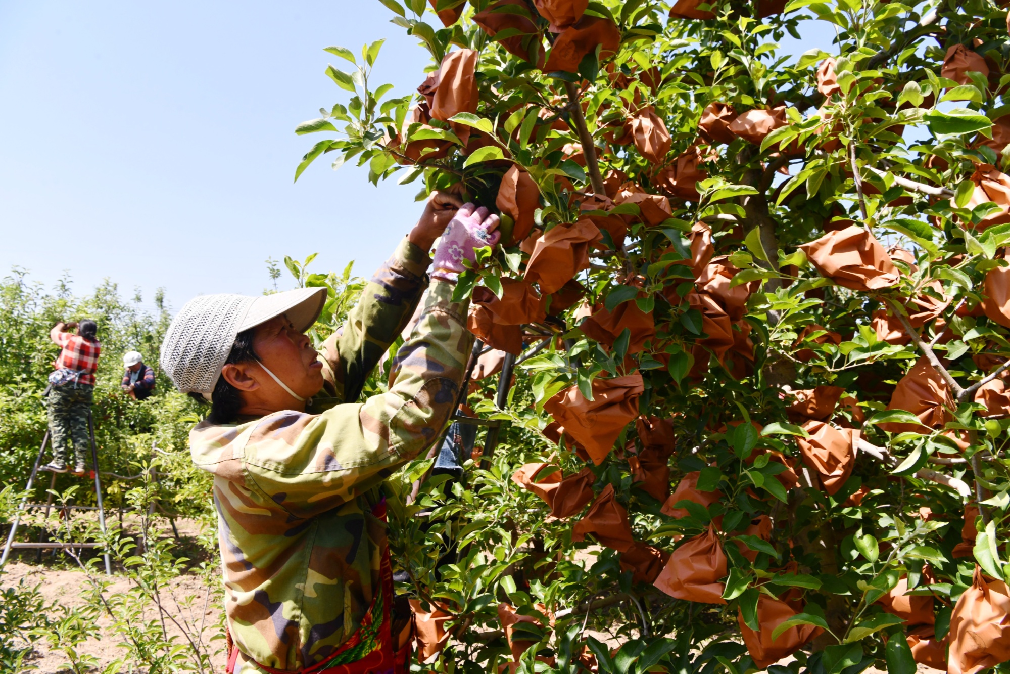 河北栾城:苹果"穿衣" 助农增收