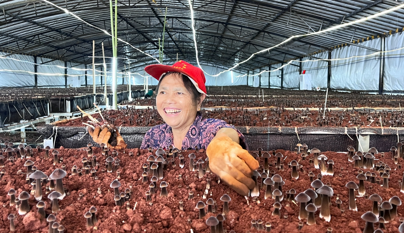 蓝山：菌菇产业蓬勃发展 开辟致富新路径
