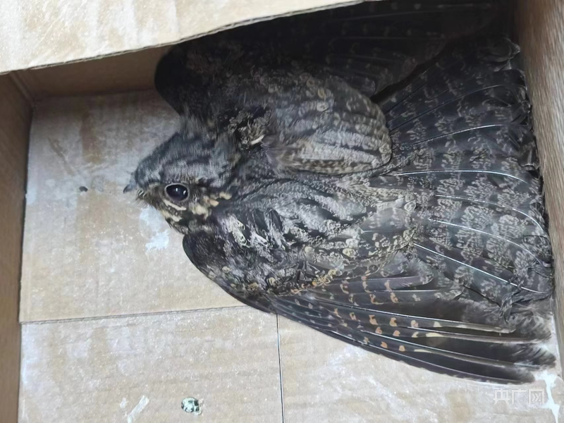 受伤的夜鹰(央广网发  阳艳  摄)民警赶到现场后发现,这只鸟通体暗褐
