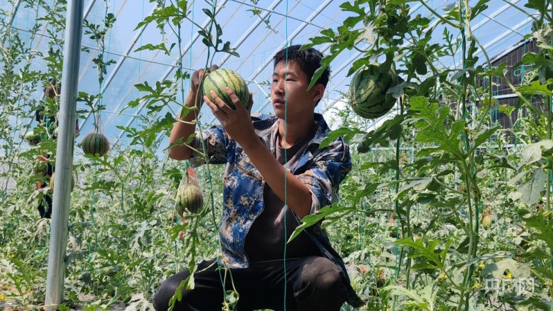 奇异果体育山西晋源：夏日好“丰”景 大棚瓜果香(图2)