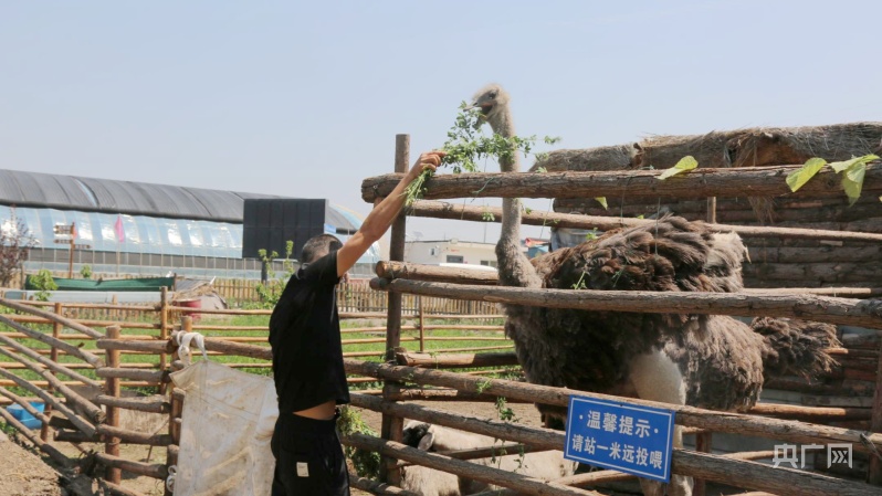 奇异果体育山西晋源：夏日好“丰”景 大棚瓜果香(图3)