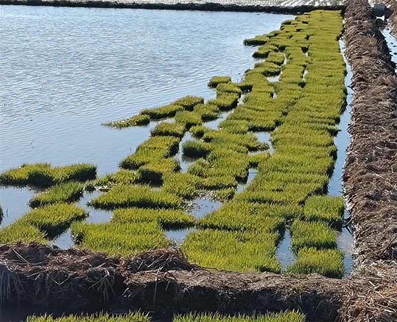稻田塑料池埂图片