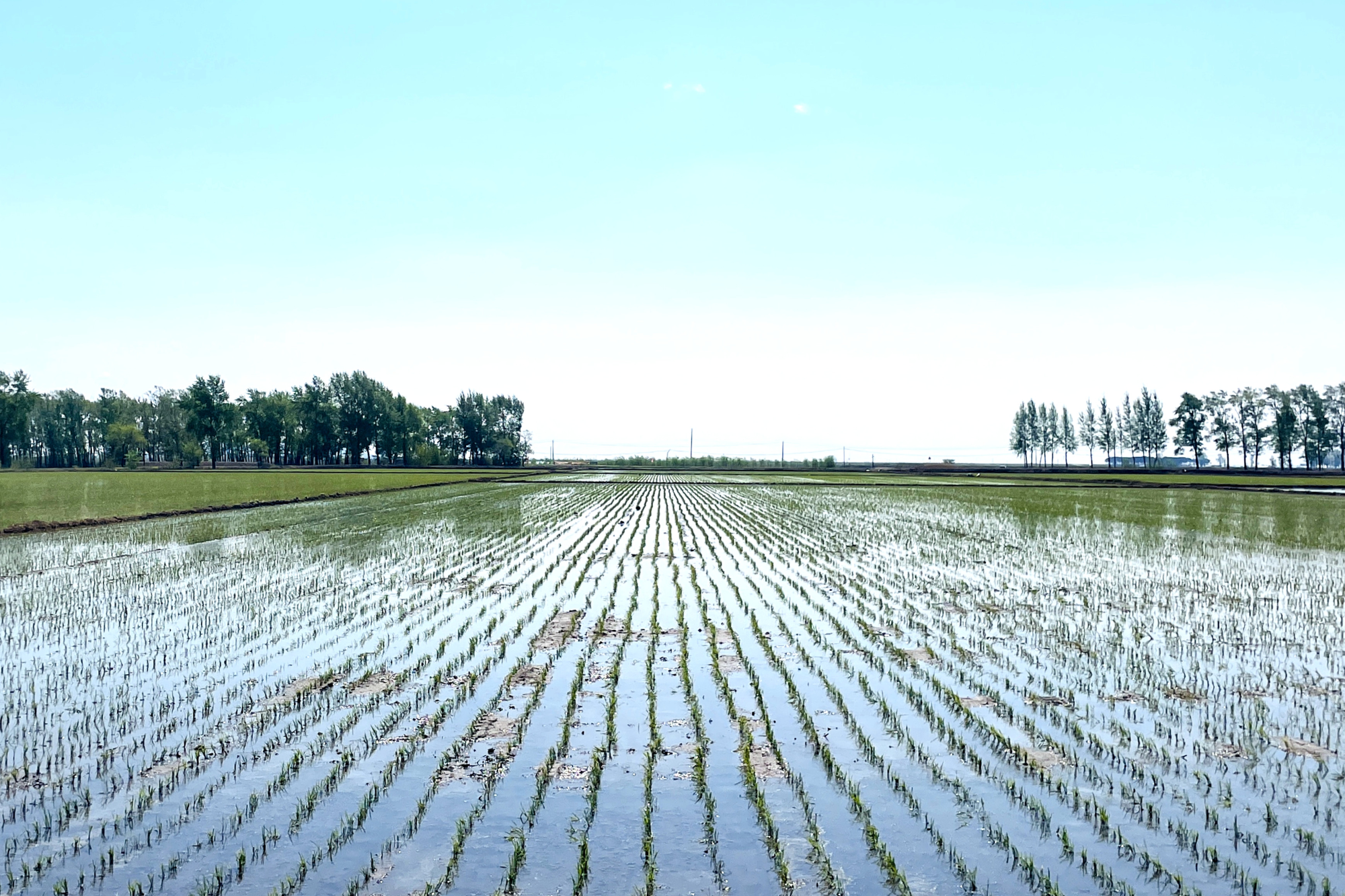 梧桐河农场：精准管理确保水稻高产稳产