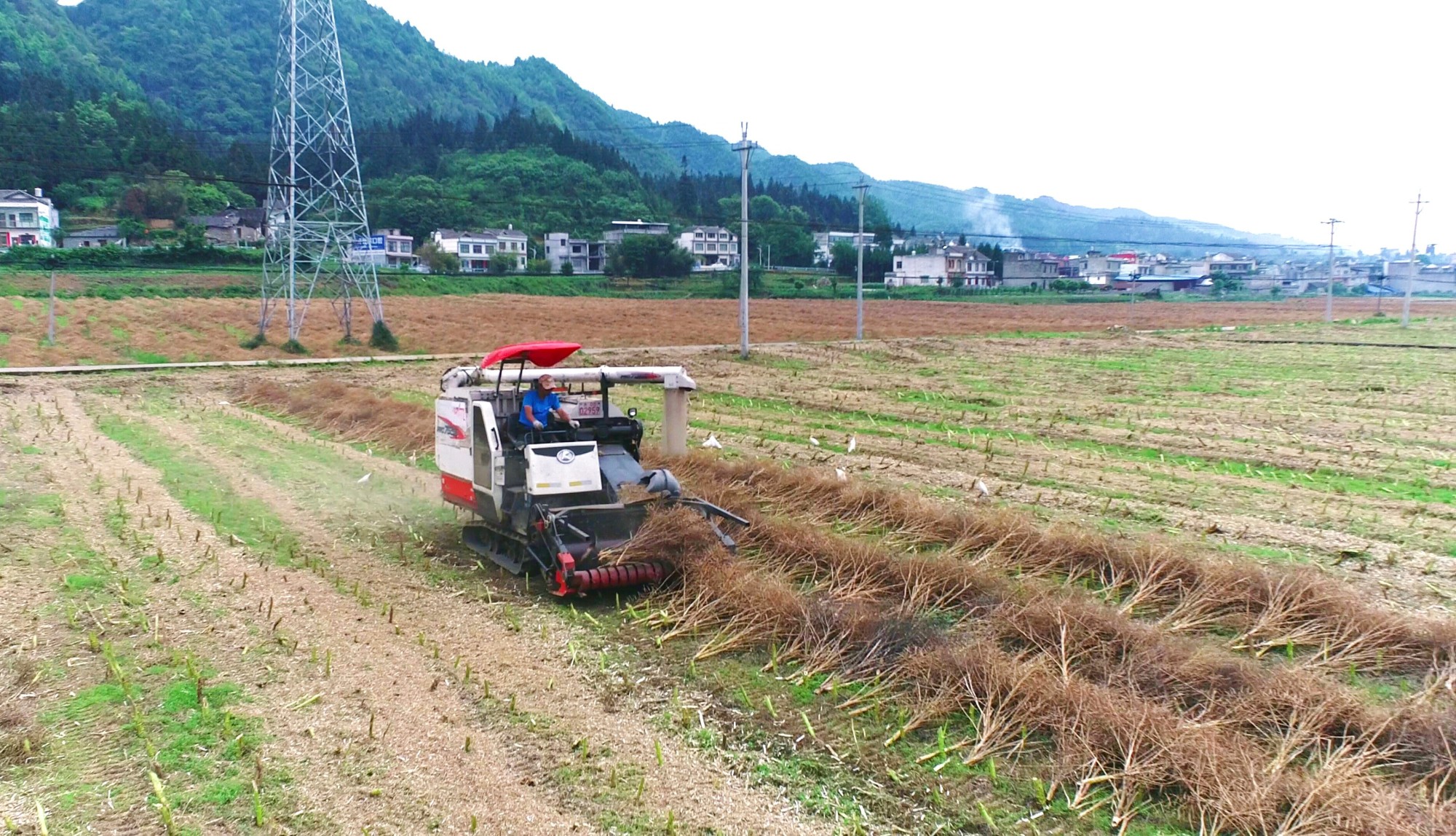 贵州金沙：油菜收割季机械助力忙 “花香”变“油香”