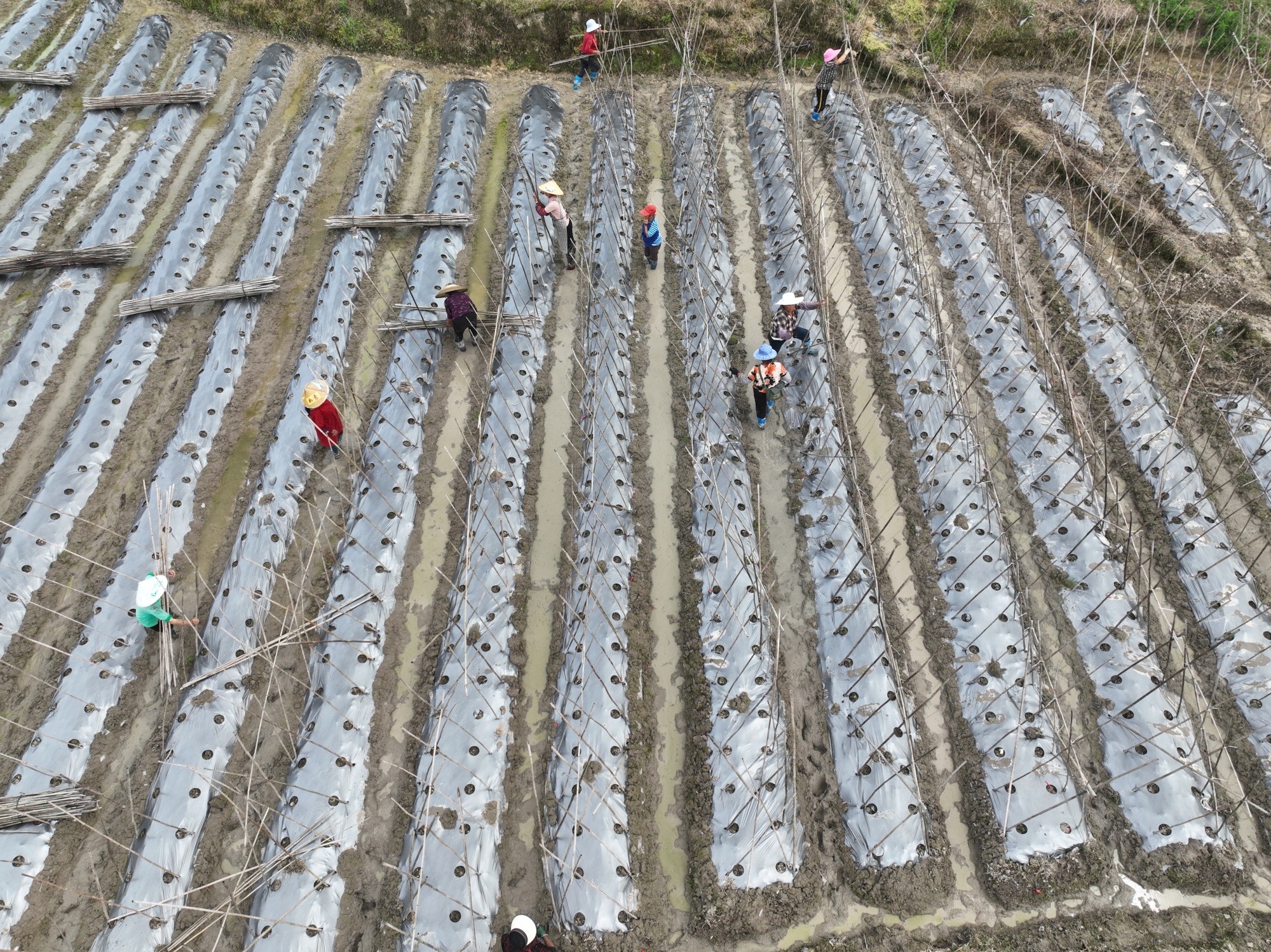 贵州麻江:做足产业文章 助力乡村发展