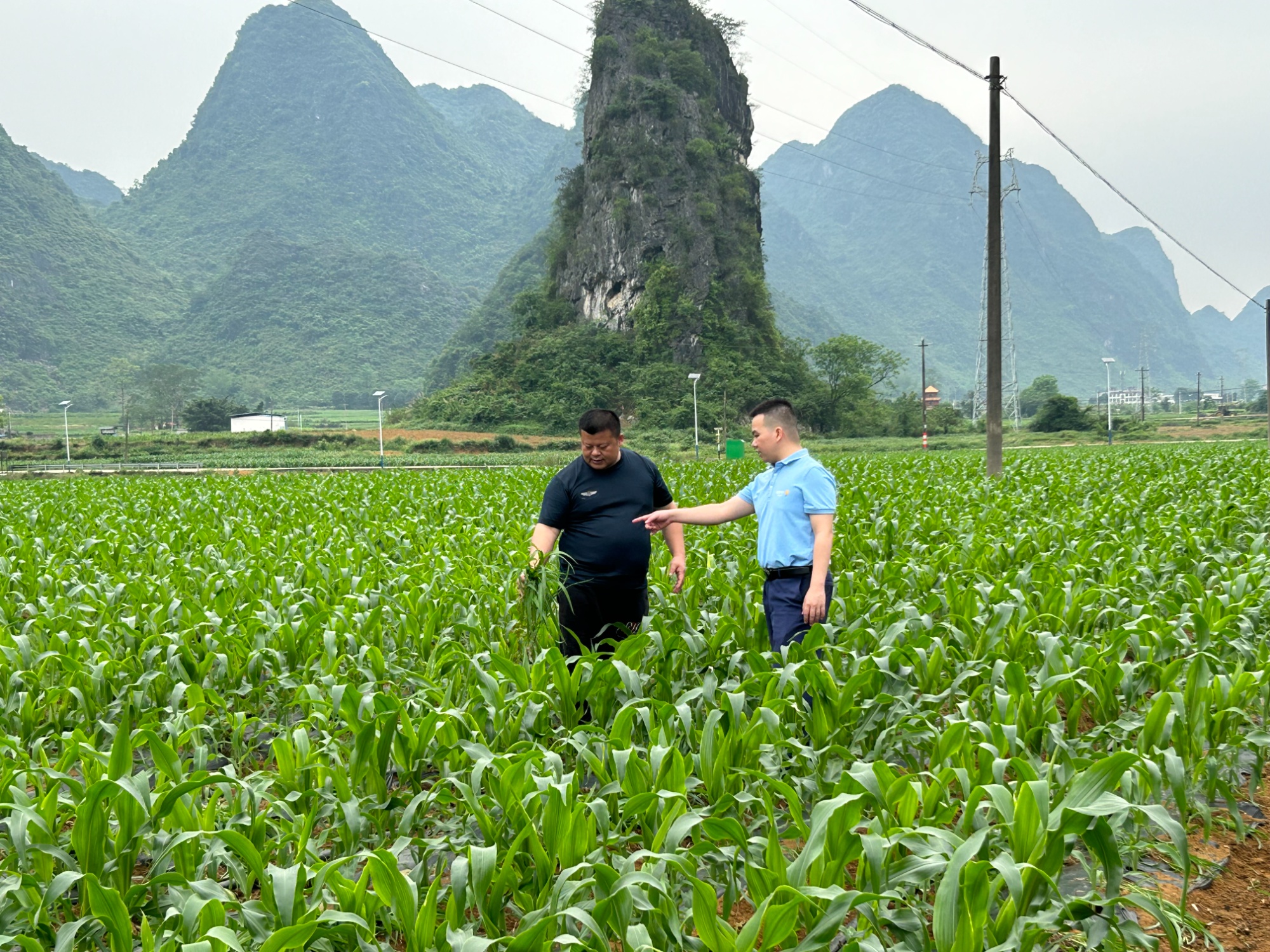 桂林银行：金融活水精准“浇灌”特色农业产业