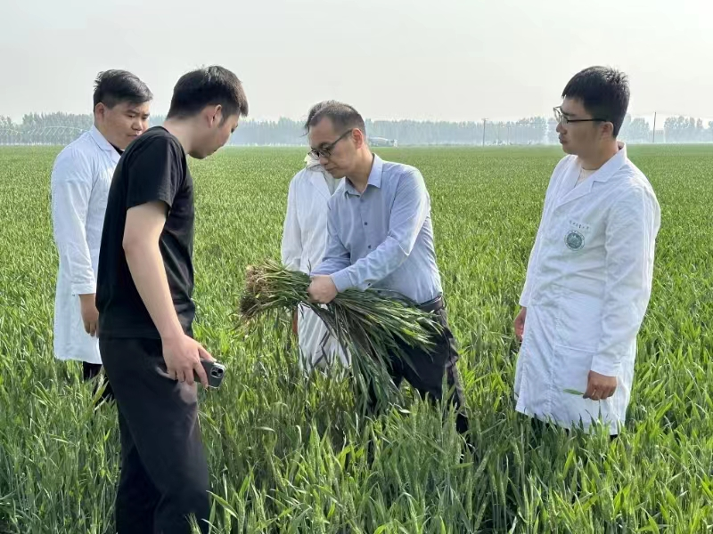 河北曲阳:科技赋能农业 专家团队助农增收增产