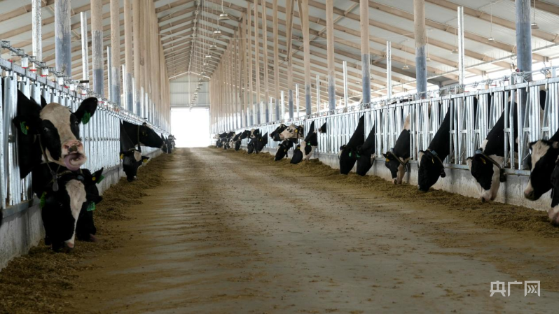 温宿县现代化奶牛养殖场引领未来农业浪潮