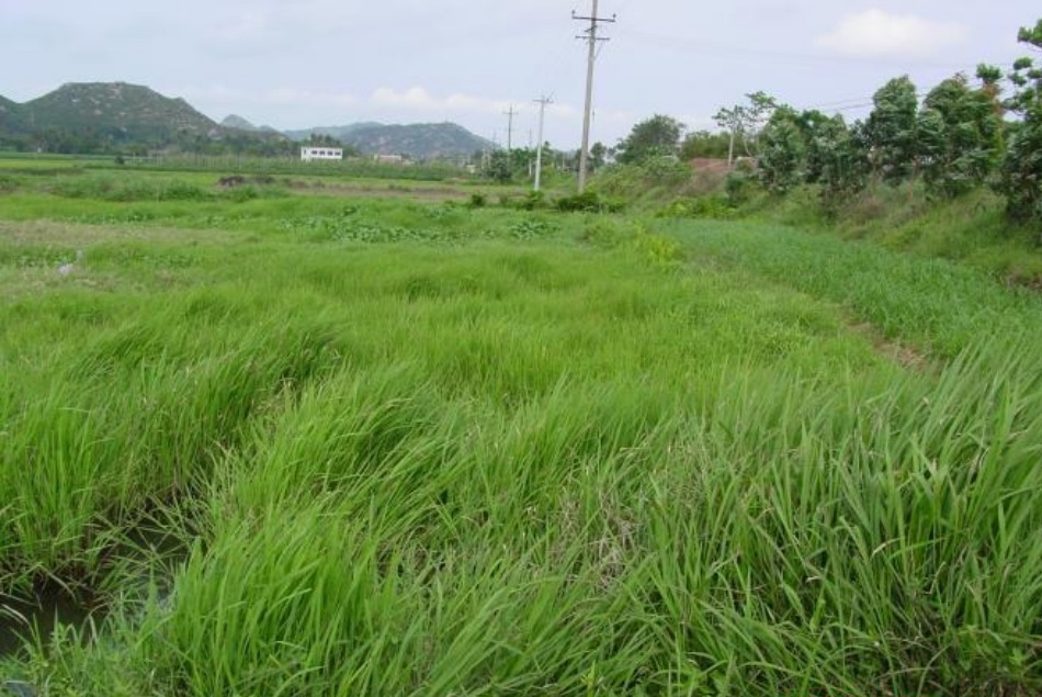 潮起海之南|海南如何保护水稻中的"大熊猫"?