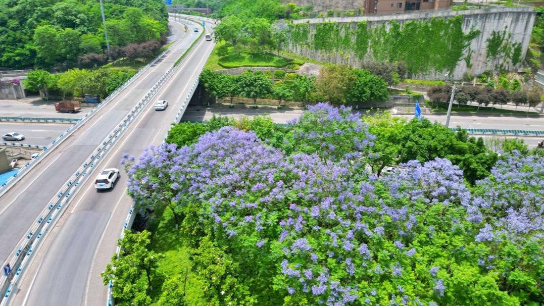 重庆沙坪坝区街头蓝花楹梦幻盛开  邀您浪漫一"夏"