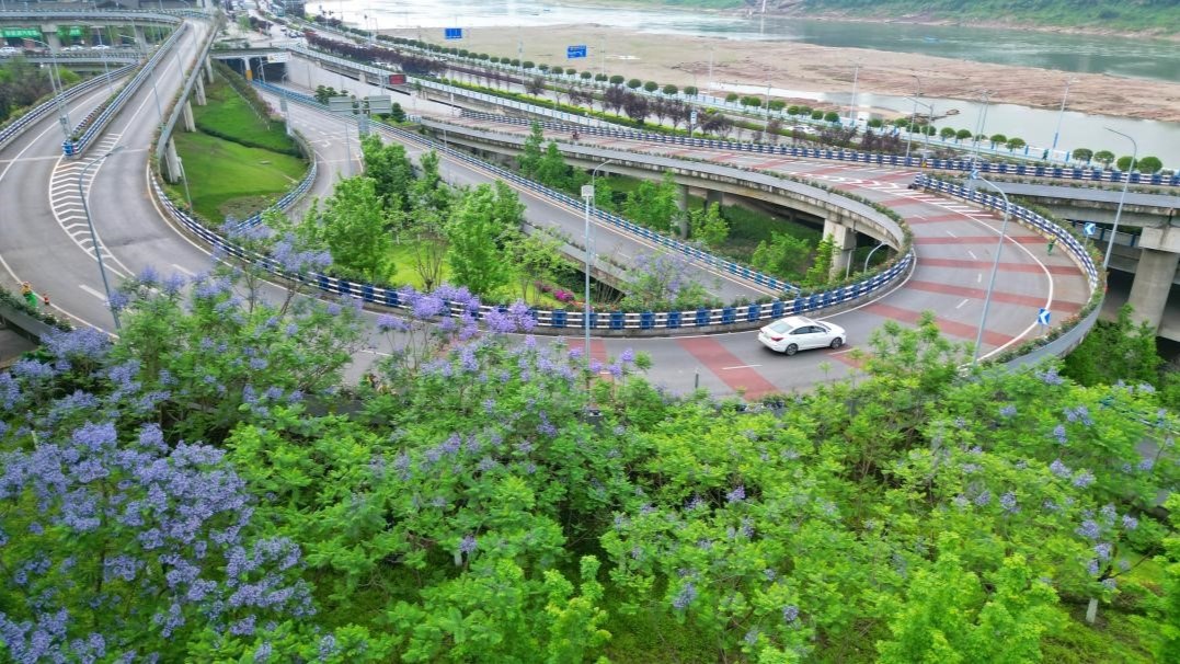重庆沙坪坝区街头蓝花楹梦幻盛开  邀您浪漫一"夏"