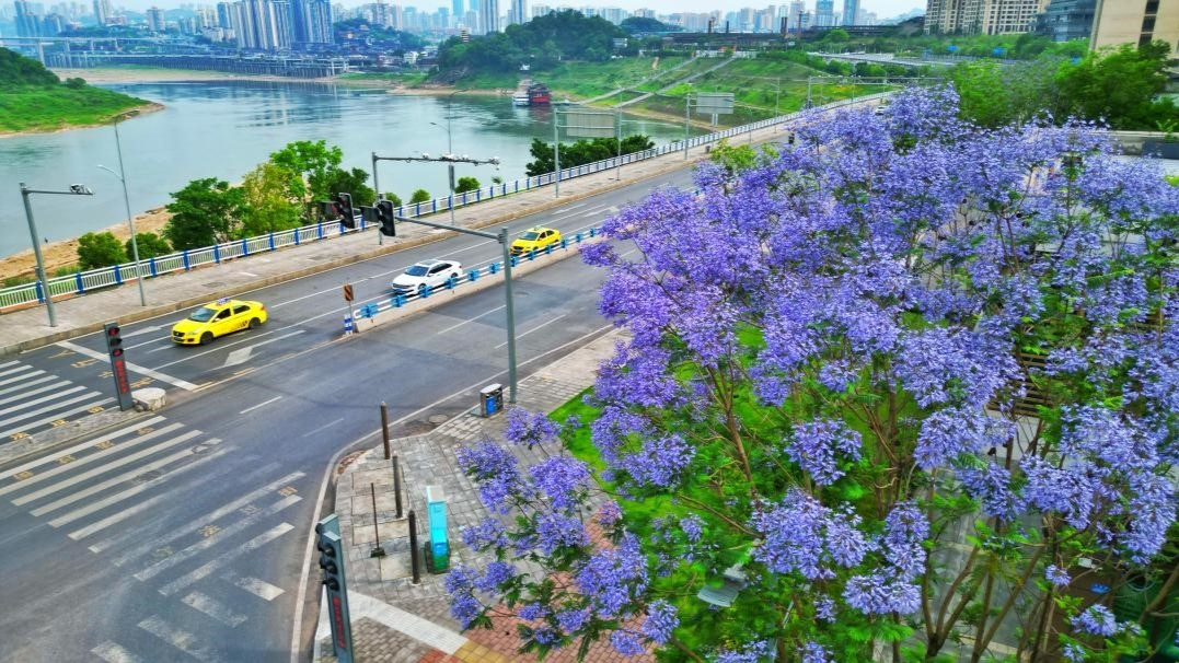 重庆沙坪坝区街头蓝花楹梦幻盛开  邀您浪漫一"夏"