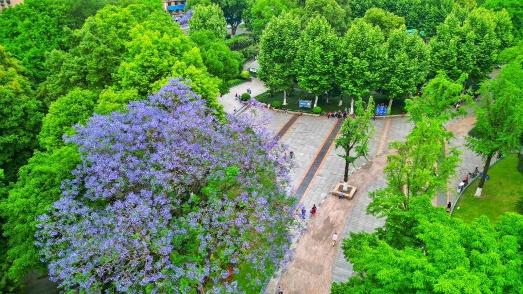 重庆沙坪坝区街头蓝花楹梦幻盛开  邀您浪漫一"夏"