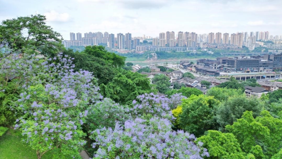 重庆沙坪坝区街头蓝花楹梦幻盛开  邀您浪漫一"夏"