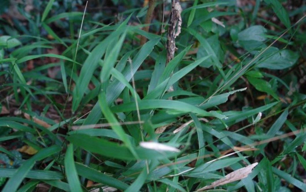 潮起海之南|海南如何保护水稻中的"大熊猫"?