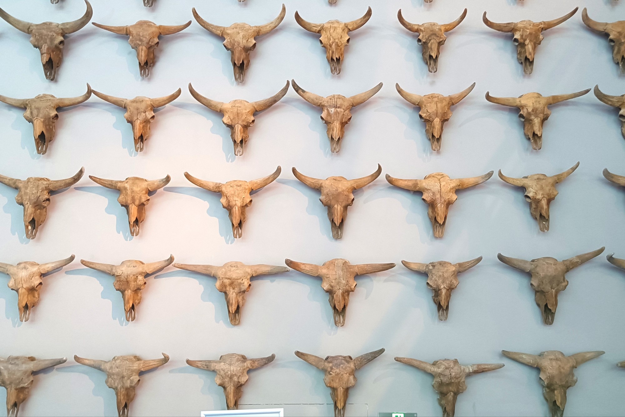 黑龙江省青冈县第四纪古生物化石博物馆新馆开馆