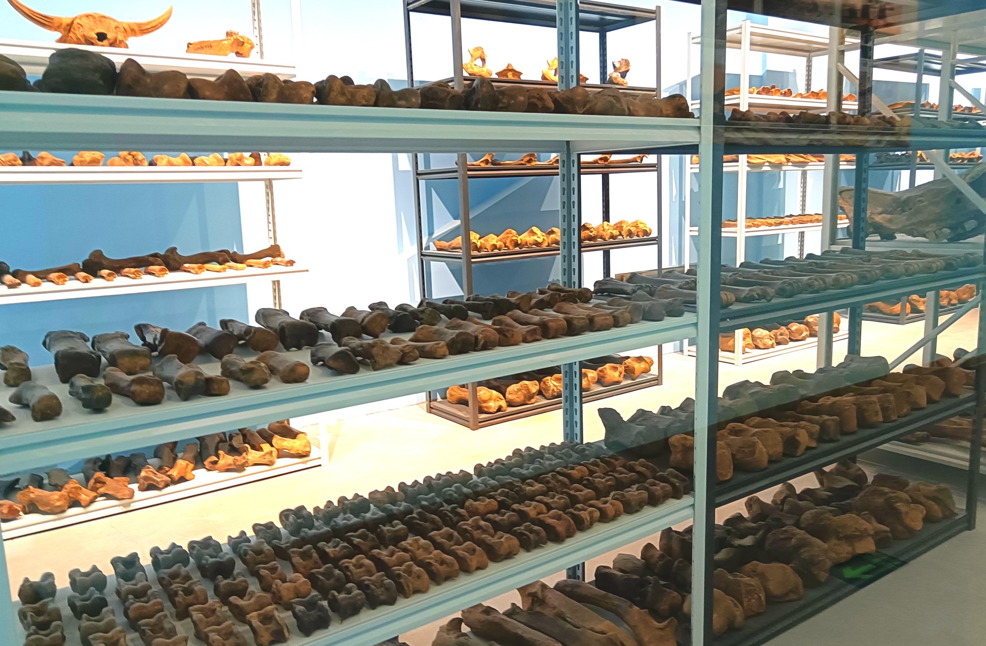 黑龙江省青冈县第四纪古生物化石博物馆新馆开馆