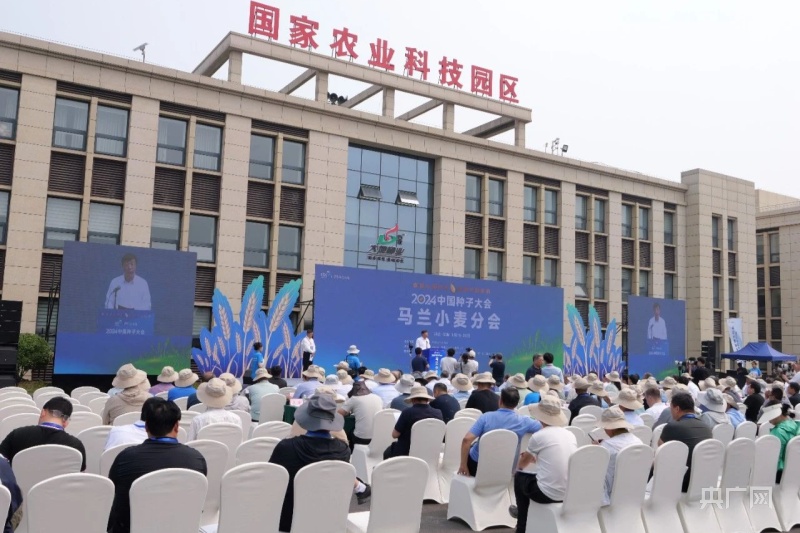 农业强“芯”！2024中国种子大会马兰小麦分会在河北辛集举行