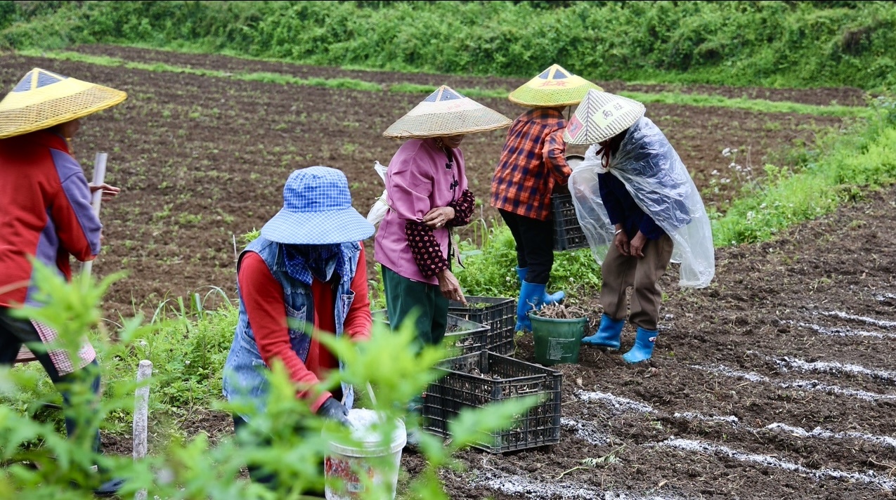 魔芋种植全过程图片