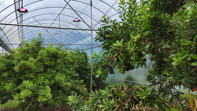 湖南靖州杨梅甜蜜上市科技赋农照出好"钱"景