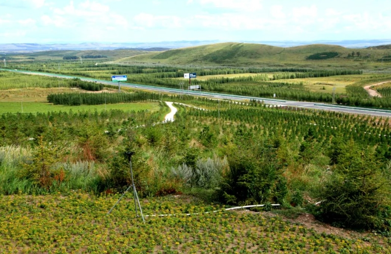 多伦县:翠松满山沙地生金