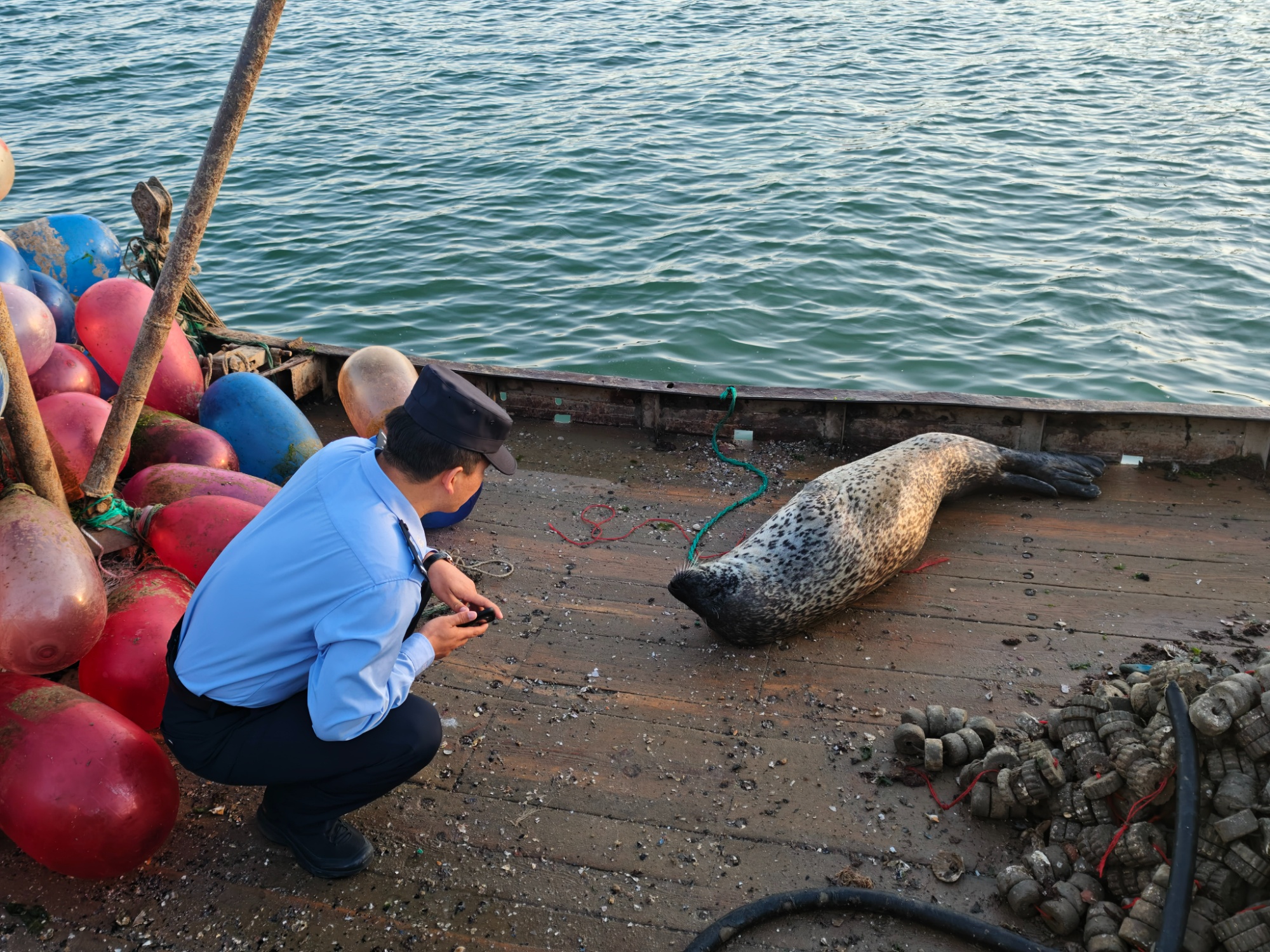 斑海豹偷鸭子“赖”船不走 获多方守护