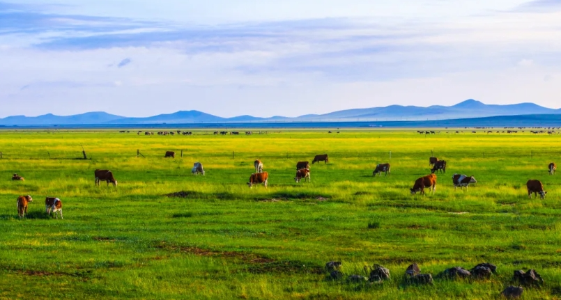 首页>内蒙古频道>新闻速递>多伦县遍地牛羊(锡林郭勒盟生态环境局供图