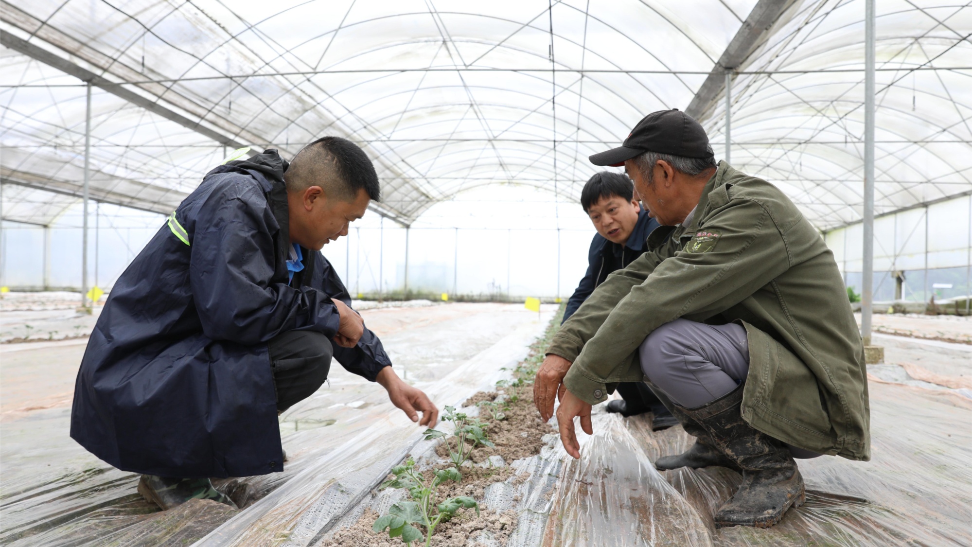 贵州习水：育秧大棚再利用 复种西瓜促增收