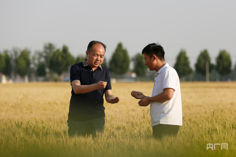河南省商丘市：小麦长势良好 预计芒种前后开镰收割