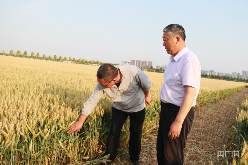 河南省获嘉县：籽粒饱满 40余万亩小麦丰收在望