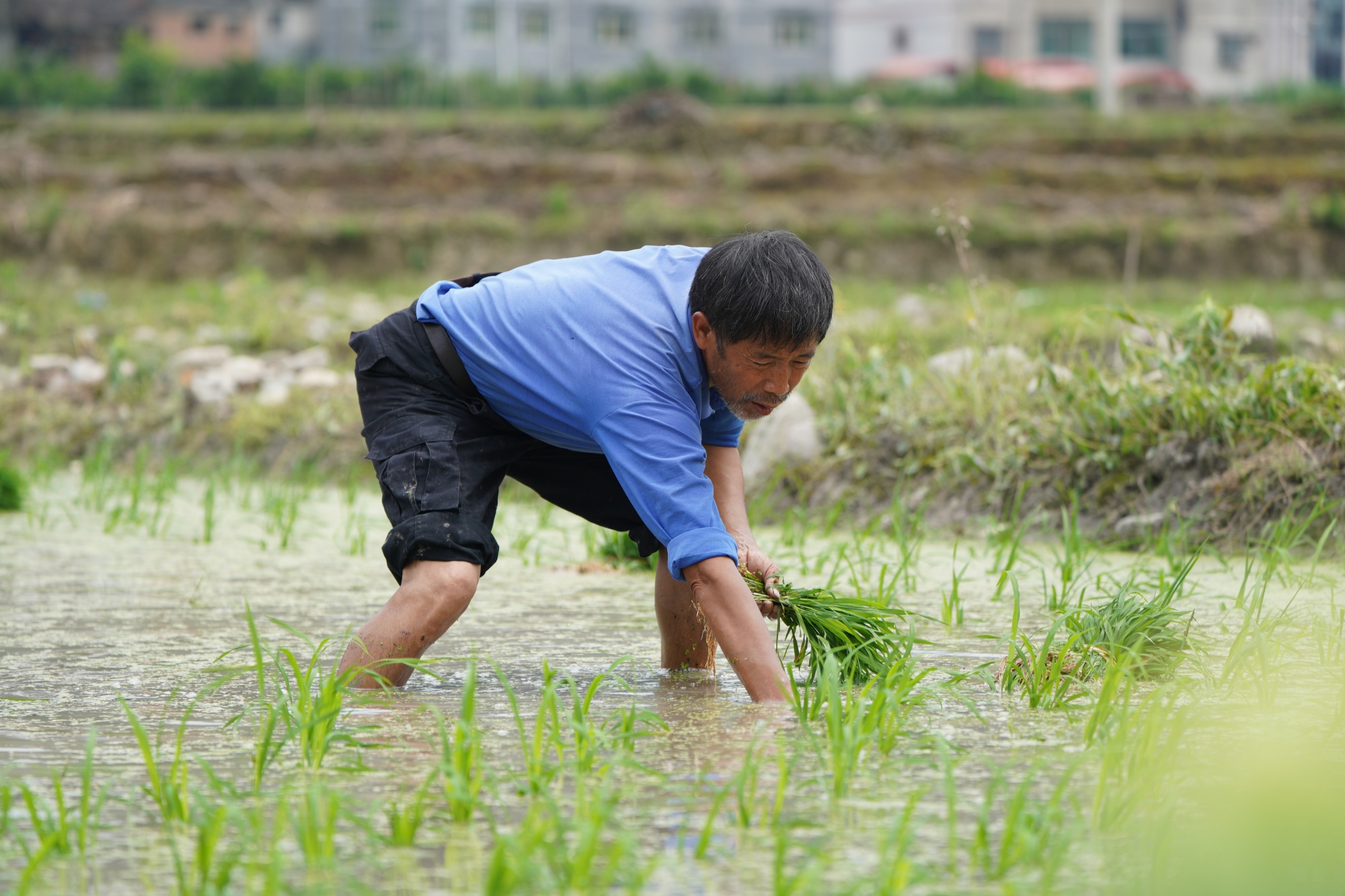 贵州黄平:秧苗移栽绘就乡村振兴新"稻"路